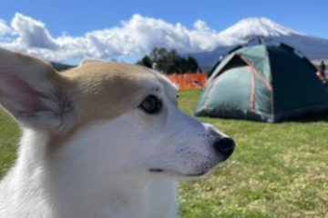 つむちゃん散歩