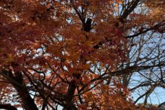 ピークin河口湖