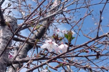 桜満開
