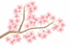 サクラさきました