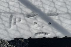 暖かくなってきました